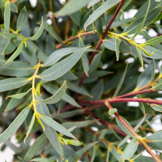 Parvifolia Fresh Eucalyptus Greenery